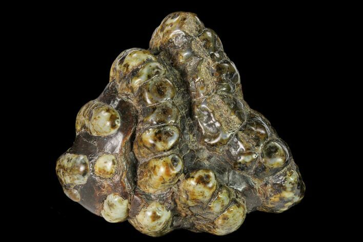 Partial, Fossil Stegodon Molar - Indonesia #149737